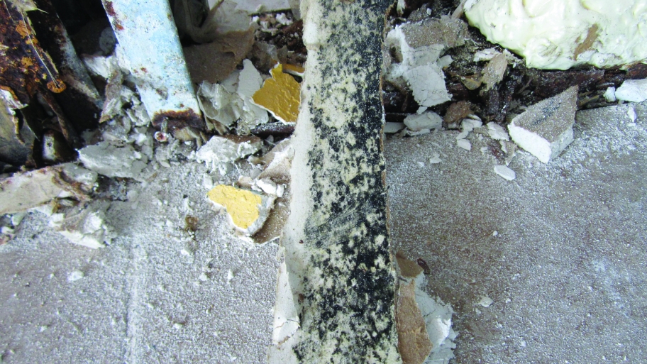 mold from a leak